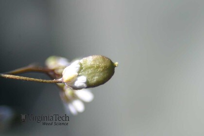 Weed photograph 4