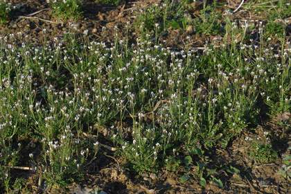 Weed photograph 5