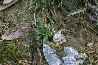 Weed photograph 6