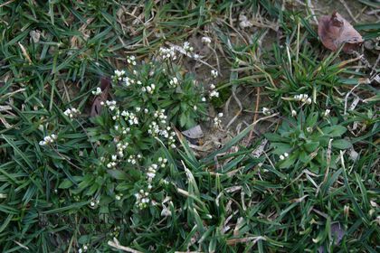 Weed photograph 7