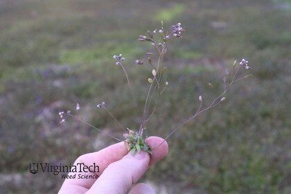 Weed photograph 8