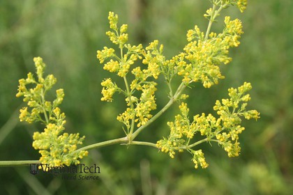 Weed photograph 2