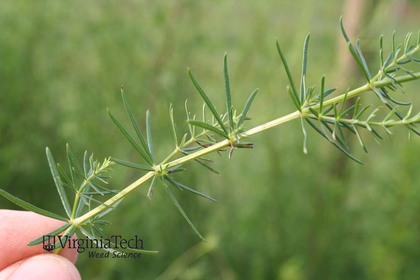Weed photograph 4
