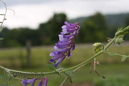 Weed photograph 1