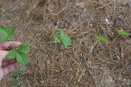 Weed photograph 1