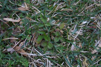 Weed photograph 5