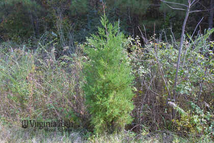 Weed photograph 2