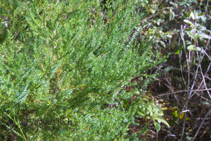 Weed photograph 3