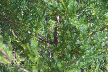 Weed photograph 4