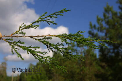 Weed photograph 5