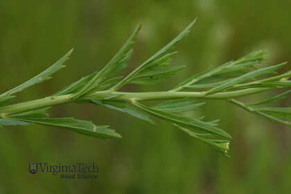 Weed photograph 2