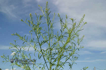 Weed photograph 4