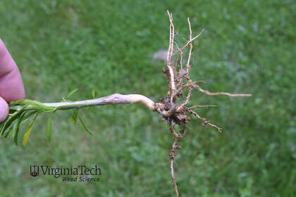 Weed photograph 6