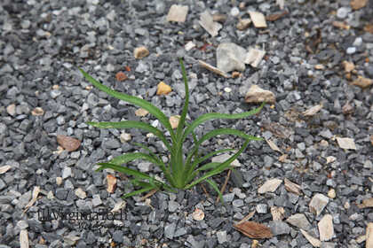 Weed photograph 6