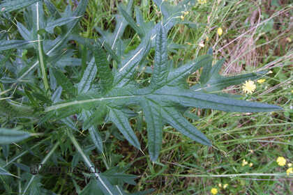 Weed photograph 5