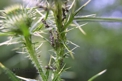 Weed photograph 7