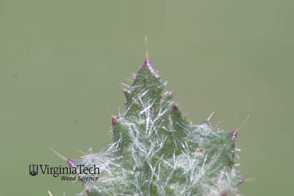 Weed photograph 10