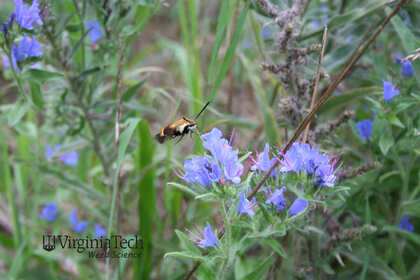 Weed photograph 2