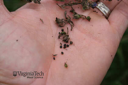 Weed photograph 3