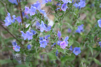 Weed photograph 4