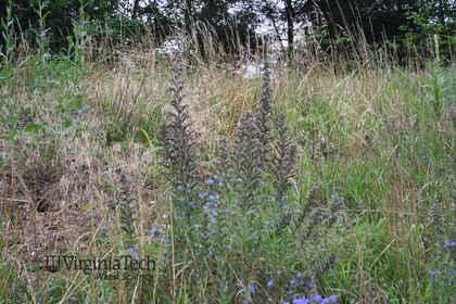 Weed photograph 5