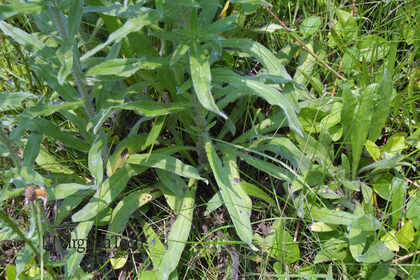 Weed photograph 6