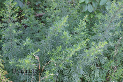 Weed photograph 5