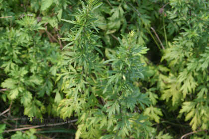 Weed photograph 6