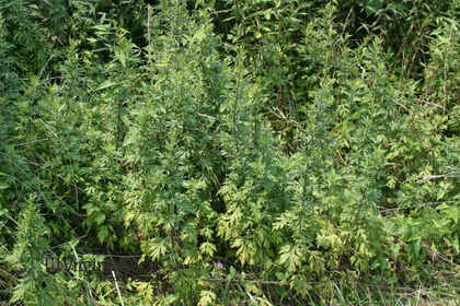 Weed photograph 7