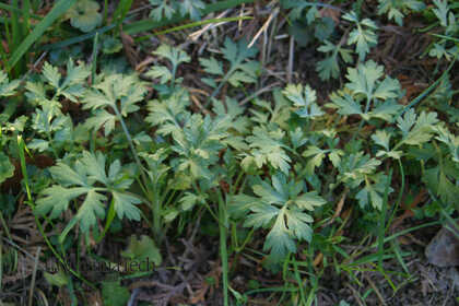 Weed photograph 10