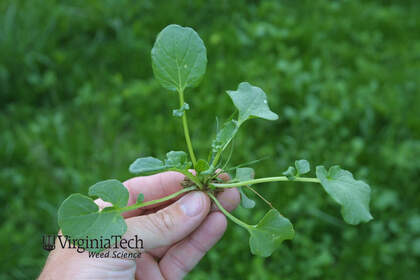 Weed photograph 4