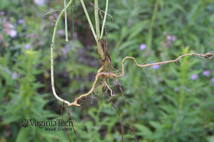 Weed photograph 5