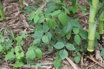 Weed photograph 1