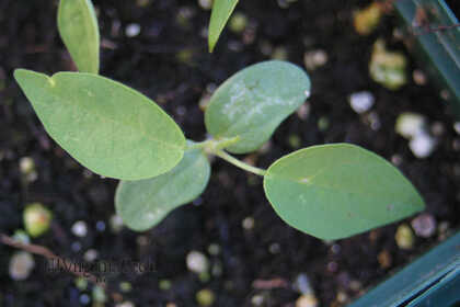 Weed photograph 2