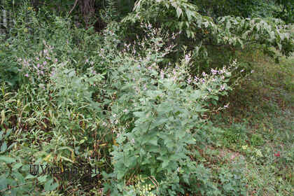 Weed photograph 3