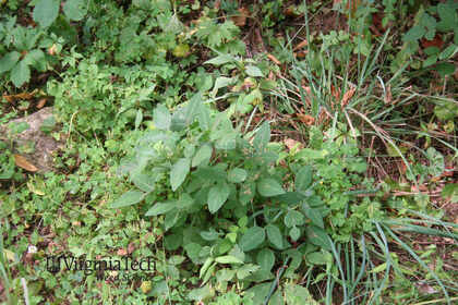 Weed photograph 4