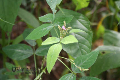 Weed photograph 5