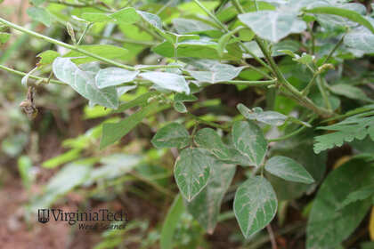 Weed photograph 7