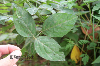 Weed photograph 8