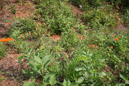 Weed photograph 7