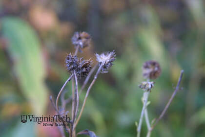 Weed photograph 8