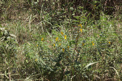 Weed photograph 1