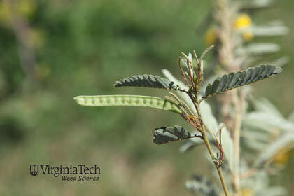 Weed photograph 2