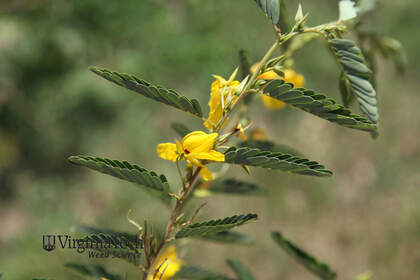 Weed photograph 3