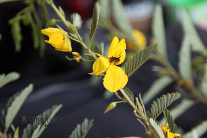 Weed photograph 4