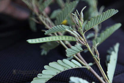 Weed photograph 5