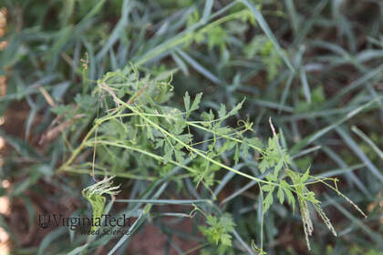 Weed photograph 1