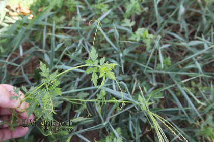 Weed photograph 2