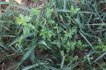 Weed photograph 3