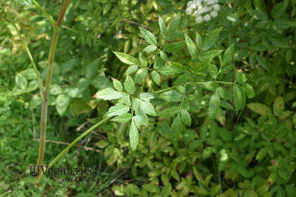 Weed photograph 2
